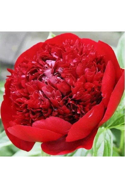 Густомахрова квітка Генрі Бокстос: багатство текстури та глибини кольору.